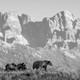 a black-and-white photo of several brown bears walking across a grassy plain, in front of mountains