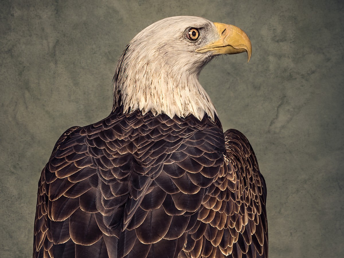 The Strange History of America's Bald-Eagle Obsession - The Atlantic