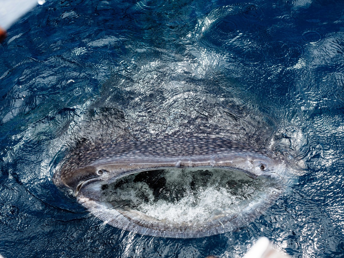 What It S Like To Draw Blood From A Whale Shark The Atlantic
