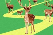 Collage illustration of five deer walking down a yellow path against a green backdrop