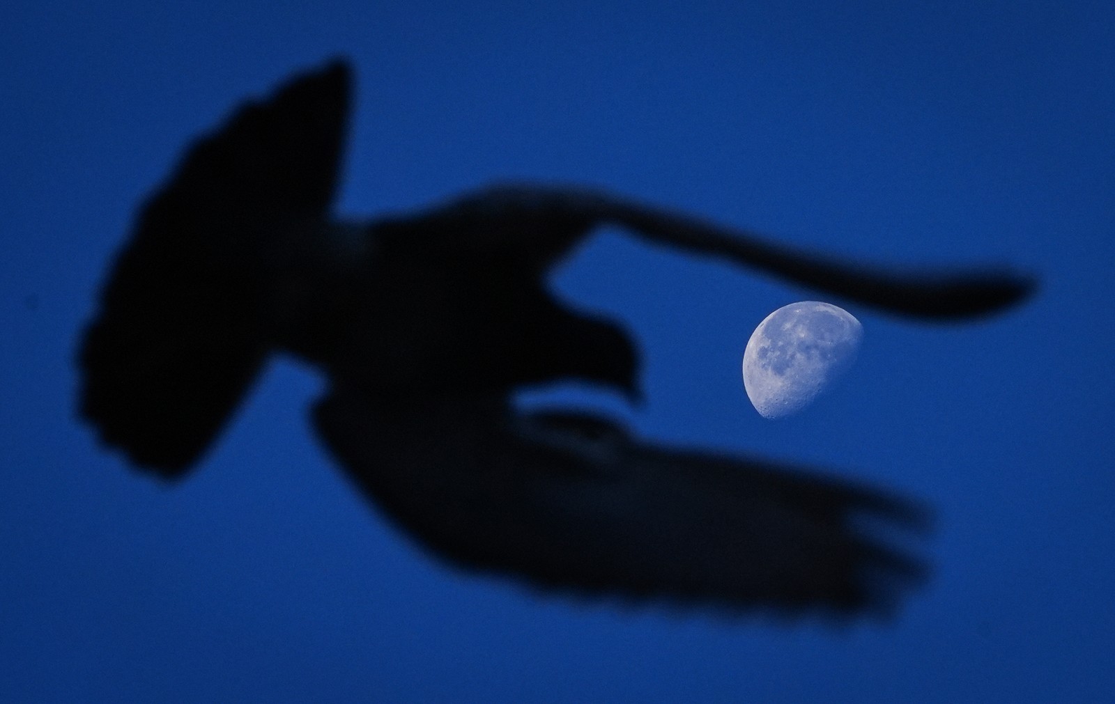 The wings of a flying pigeon frame the moon, seen in the far distance.