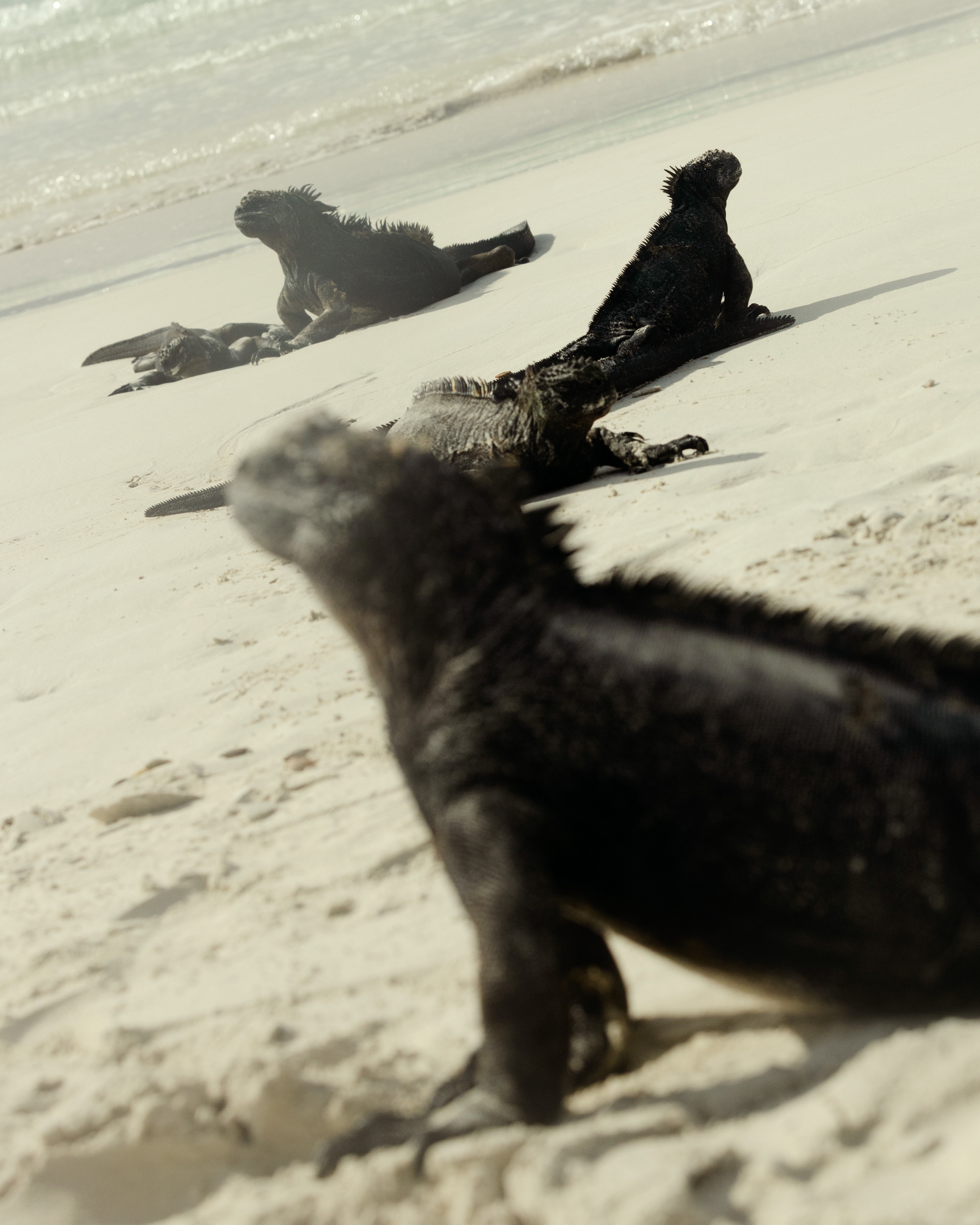 Paradise Revisited photo of large black iguanas on beach sand