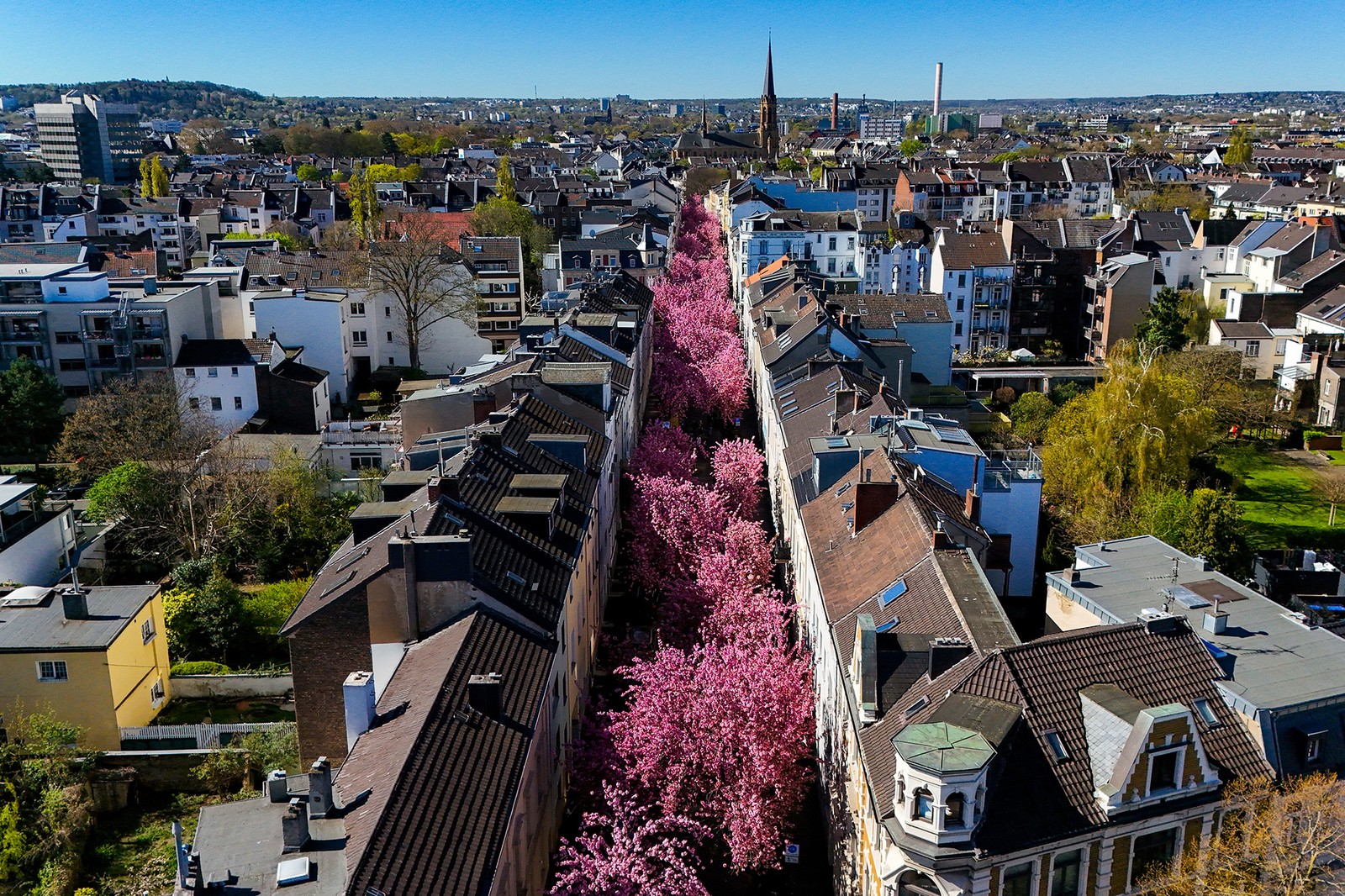 An aerial view of blooming cherry trees in a narrow street in a city