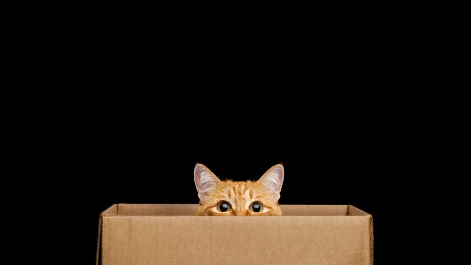 An orange tabby in a box