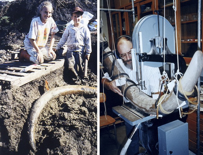 he excavation of one of the Buesching mastodon's tusks; 