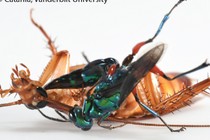 An emerald cockroach wasp stings a cockroach in the brain.