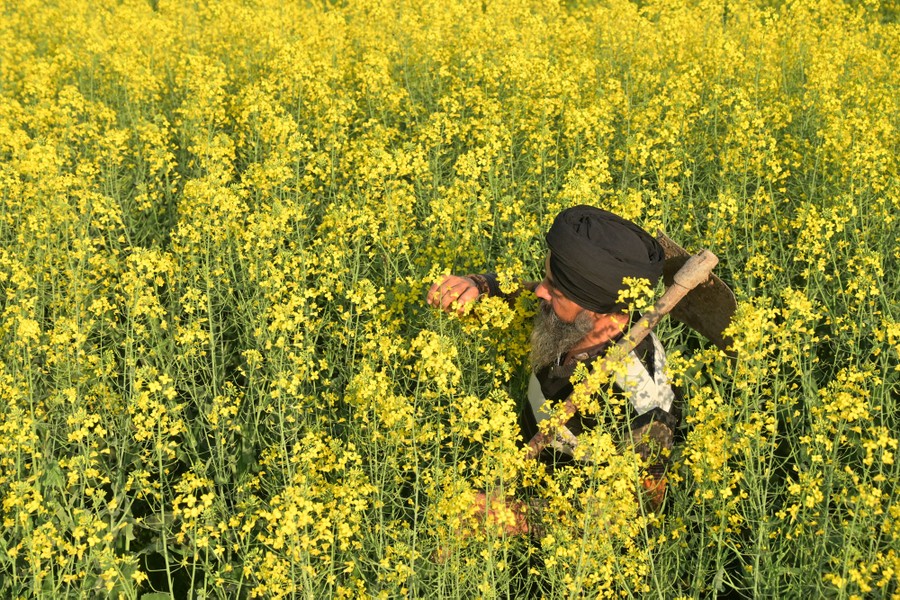 A farmer walks through a field of tall flowering plants.