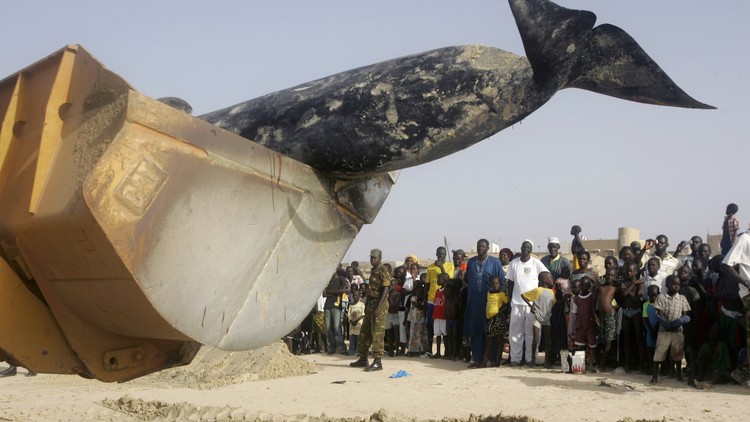 A Brief History of Exploding Whales - The Atlantic