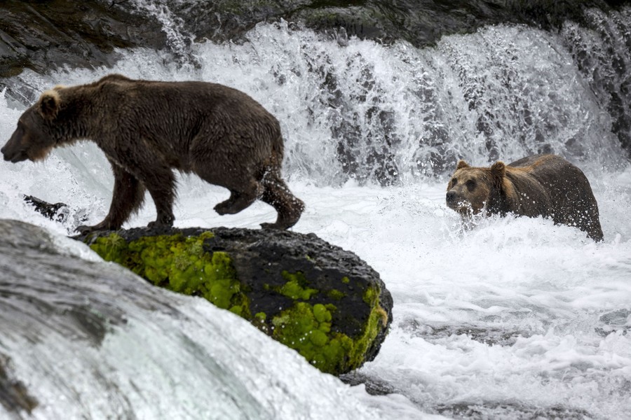 Brown Bears Fishing at Alaska's Brooks Falls - The Atlantic