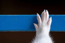 A mink hand touches a blue bar