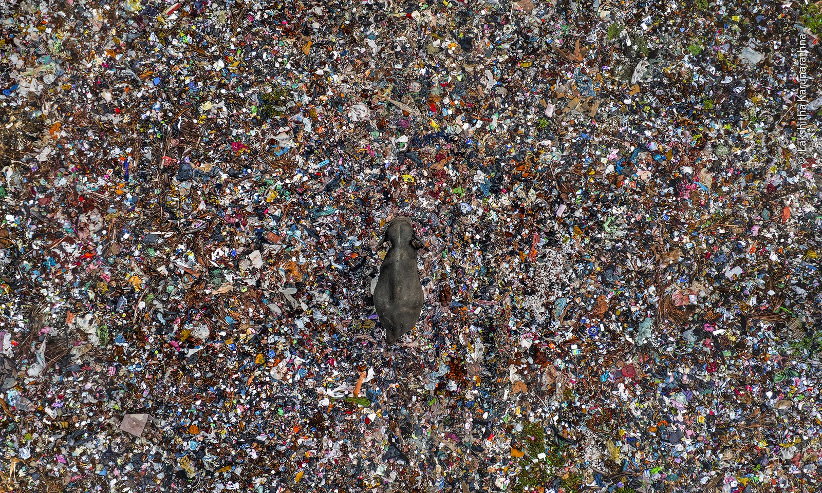 An aerial view of an elephant walking through a garbage dump.