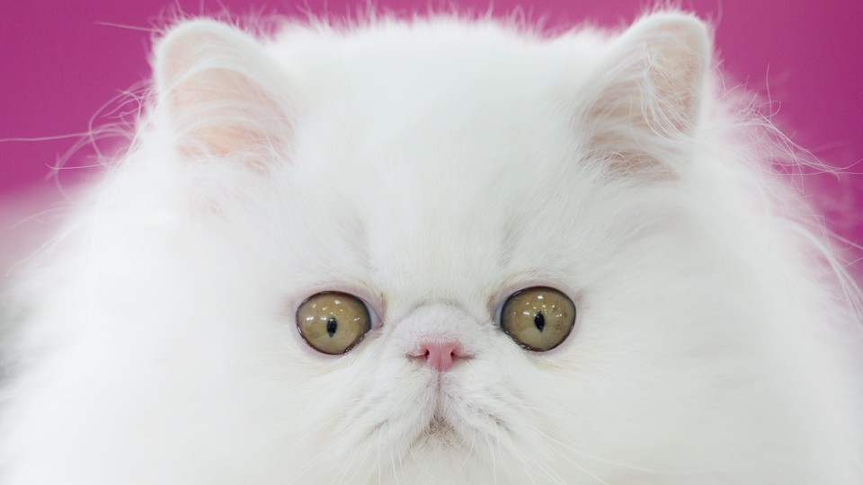 Be Techie With Your Kitty With These Cat Apps