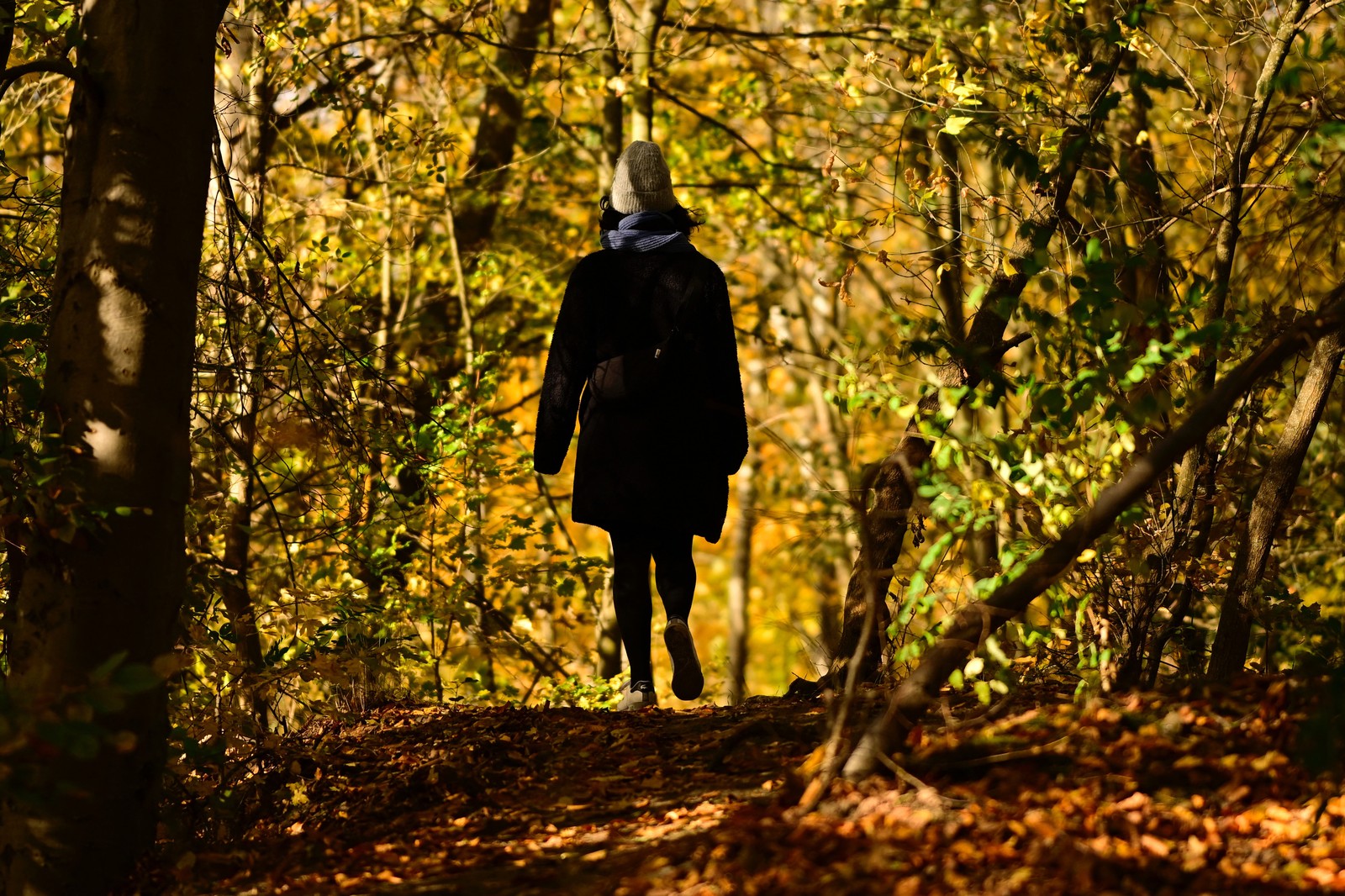 A person walks on a pathe through a forest filled with autumn-colored leaves.