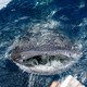 A whale shark surfaces