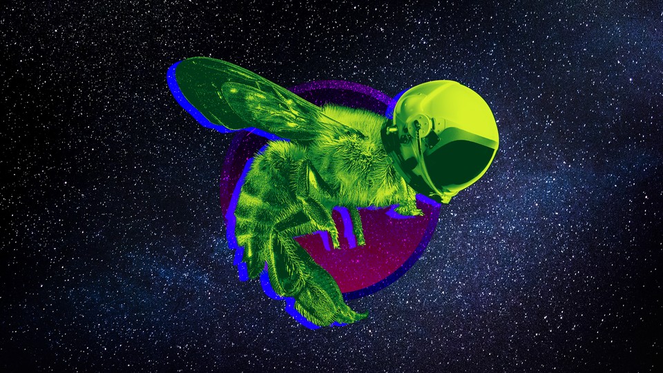 An illustration of a helmet-wearing bee hovering in space 
