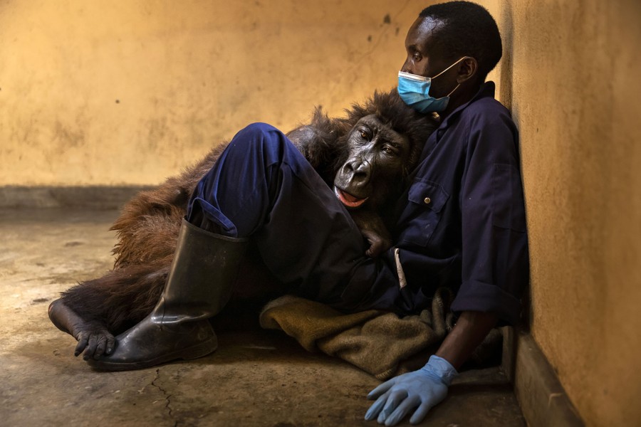 A dying gorilla rests on the lap of her human caregiver.
