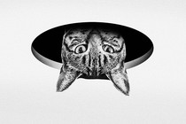 A cat's head pops through a hole in the ceiling