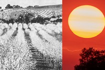 Image of an orchard next to an image of a big yellow sun in a red sky