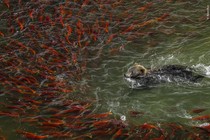 A brown bear swims through a school of red-colored salmon, as the fish avoid it.