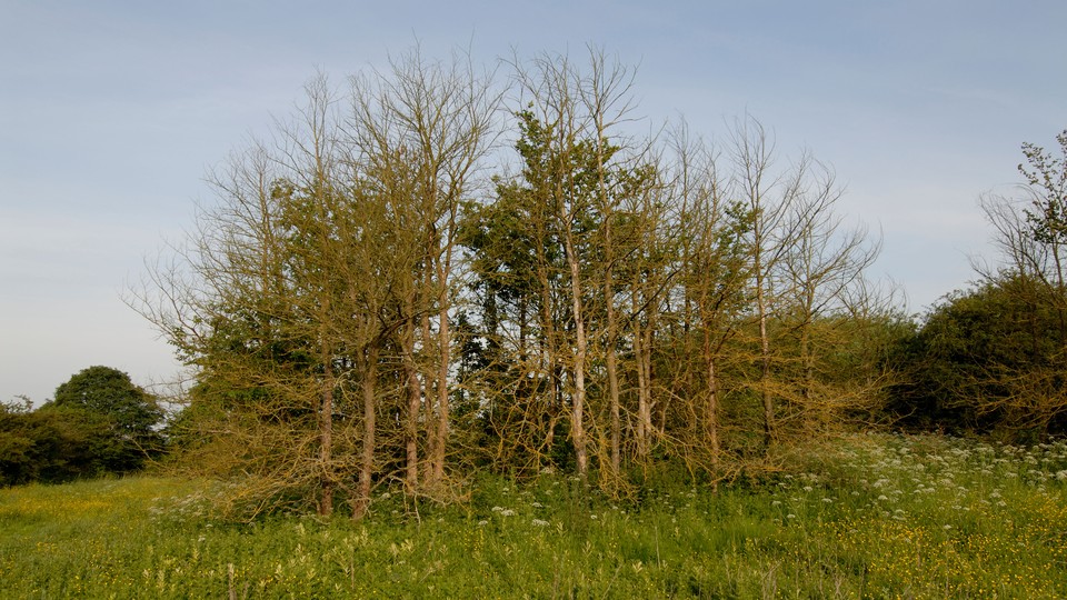 A picture of trees with Dutch Elm disease.