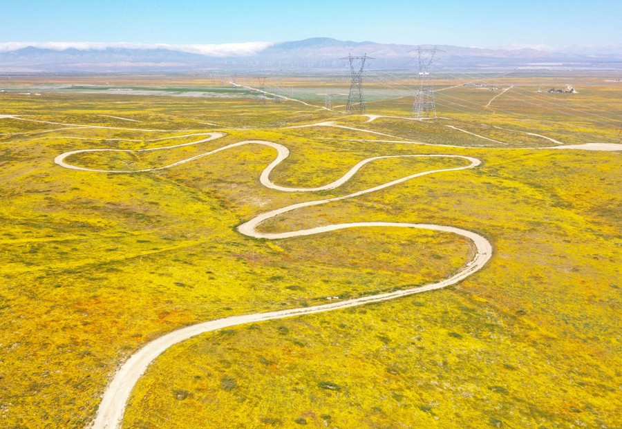 An aerial view of a meandering path through a field of poppies