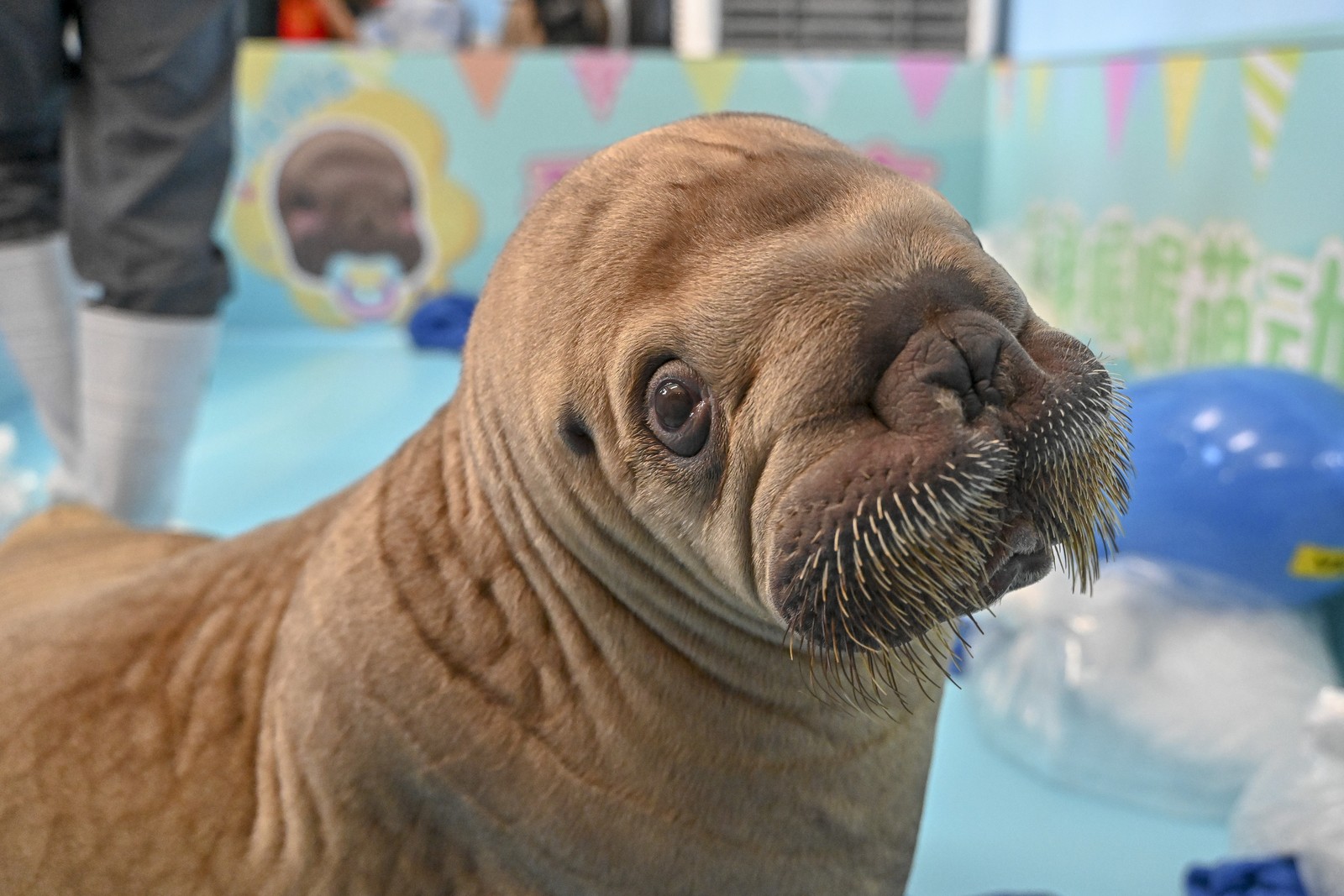 A close view of a baby walrus