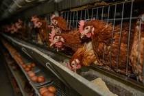 Chickens in their cages with their eggs sitting below