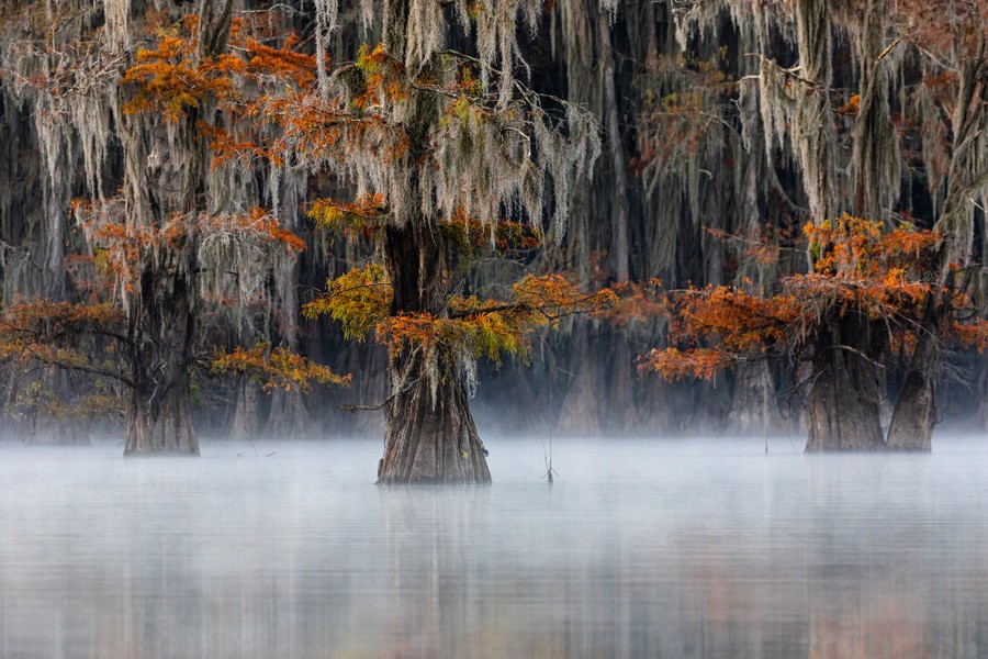 Winners of the 2020 World Nature Photography Awards The Atlantic