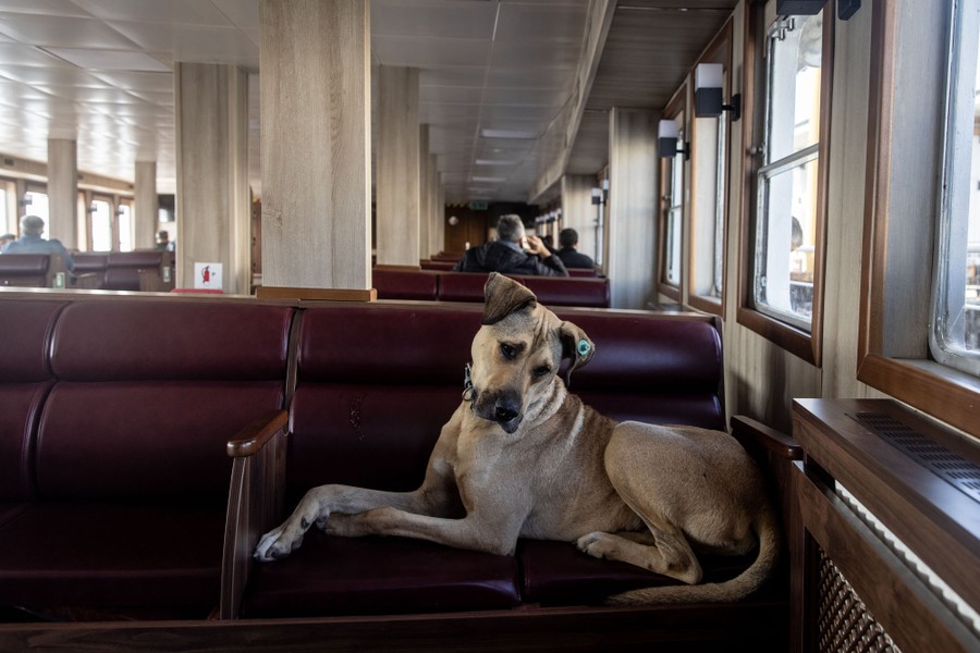 A dog rests on a soft bench on a passenger ferry.