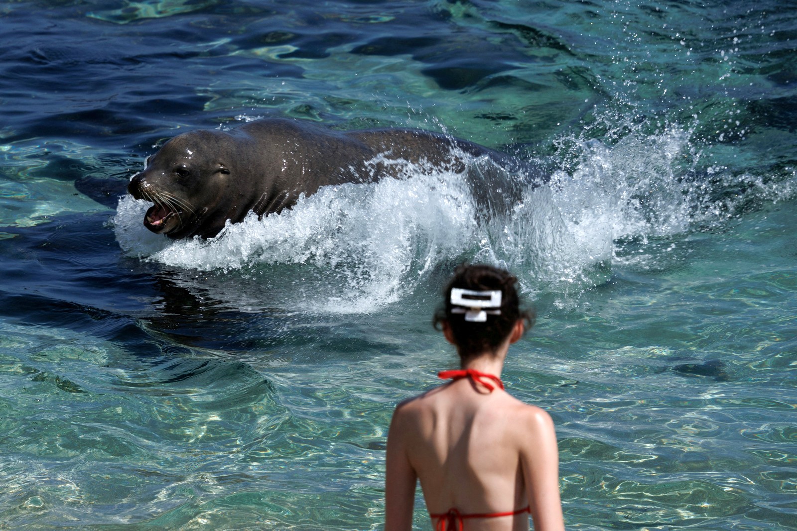 A sea lion lurches through shallow surf toward the beach, with a person visible in the foreground.