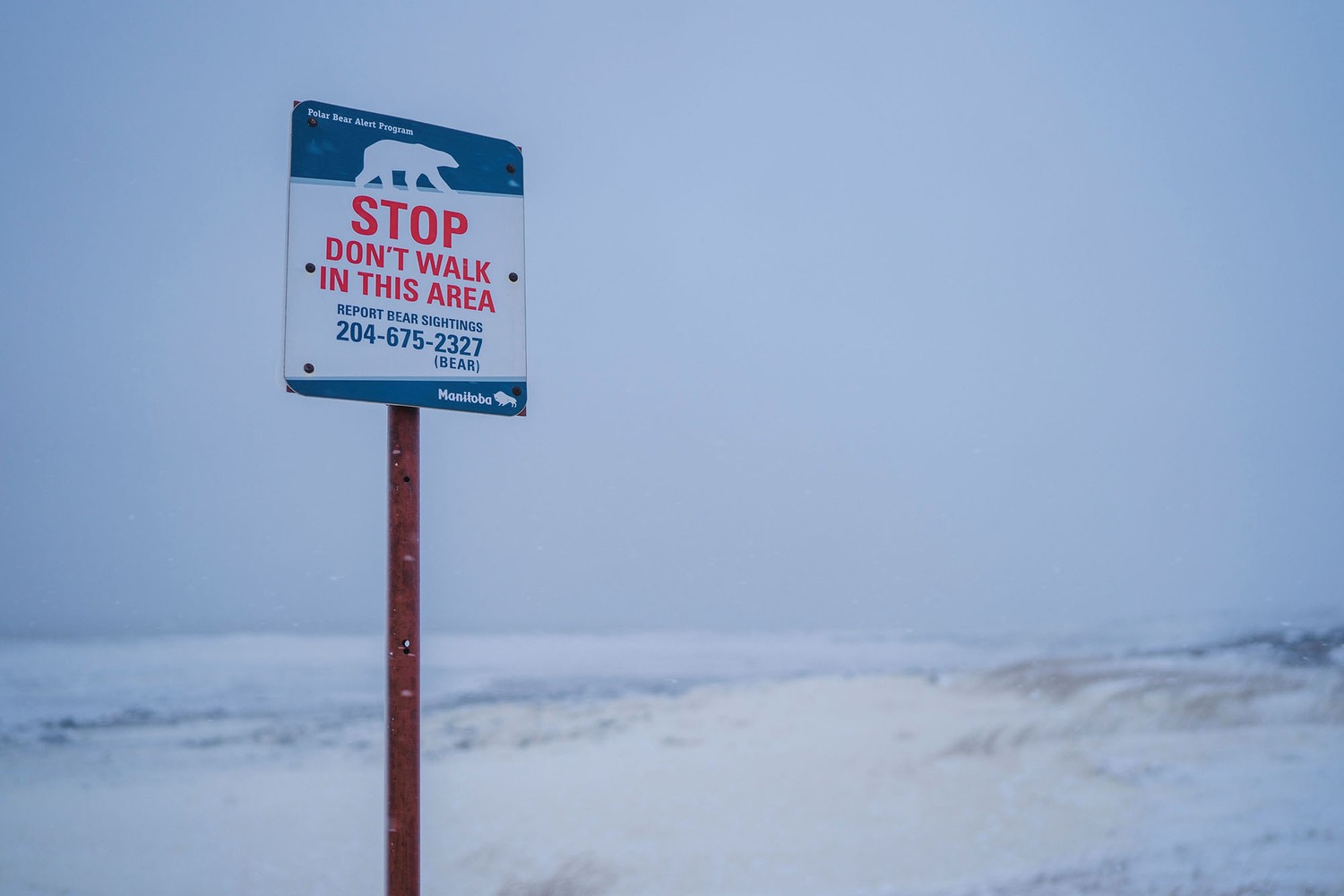 polar-bears-in-manitoba