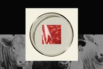 Photo of a square of red meat in a petrie dish collaged over a black and white photo of cows.