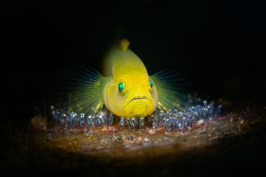 An adult fish swims just above a clutch of eggs attached to a surface.