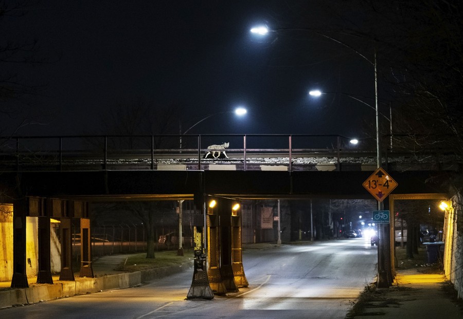 A coyote walks on a rail bridge that crosses over a road, seen at night.