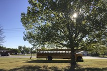 A school bus drives under a large tree.