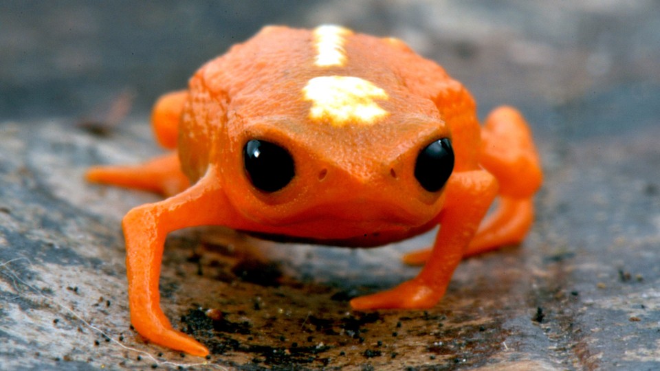 Brachycephalus mirissimus, a miniaturized frog from the Atlantic Forest of southern Brazil.