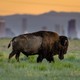 A bison walks through a grassy field with the Denver skyline and distant mountains visible in the background.