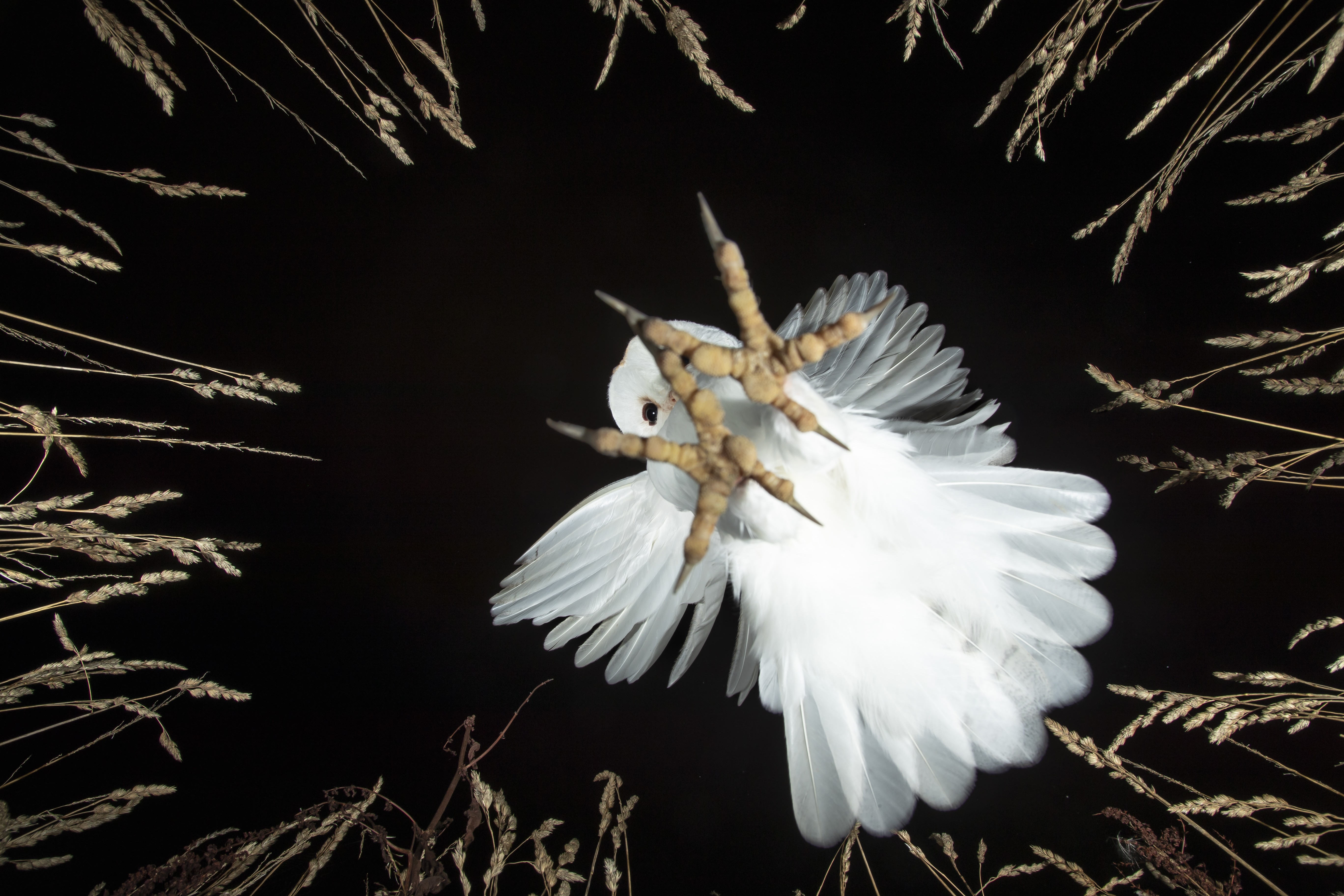 A white owl, seen from below, at night, as it comes in to land.