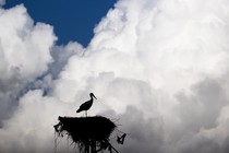 A stork perches on its nest atop a power pole, seen in silhouette against a backdrop of white clouds.