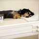A sick puppy