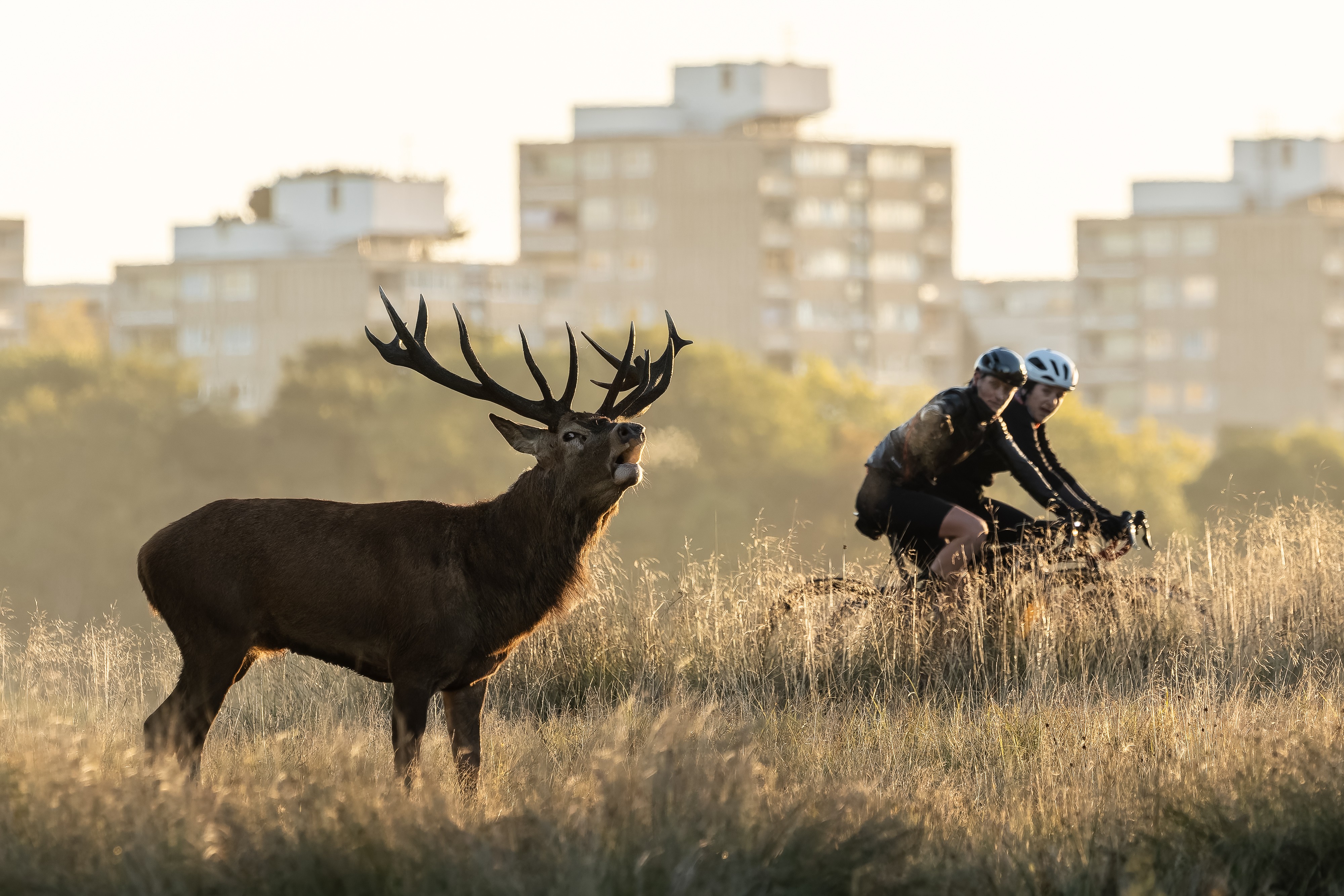 Two cyclists ride past a bellowing deer stag.