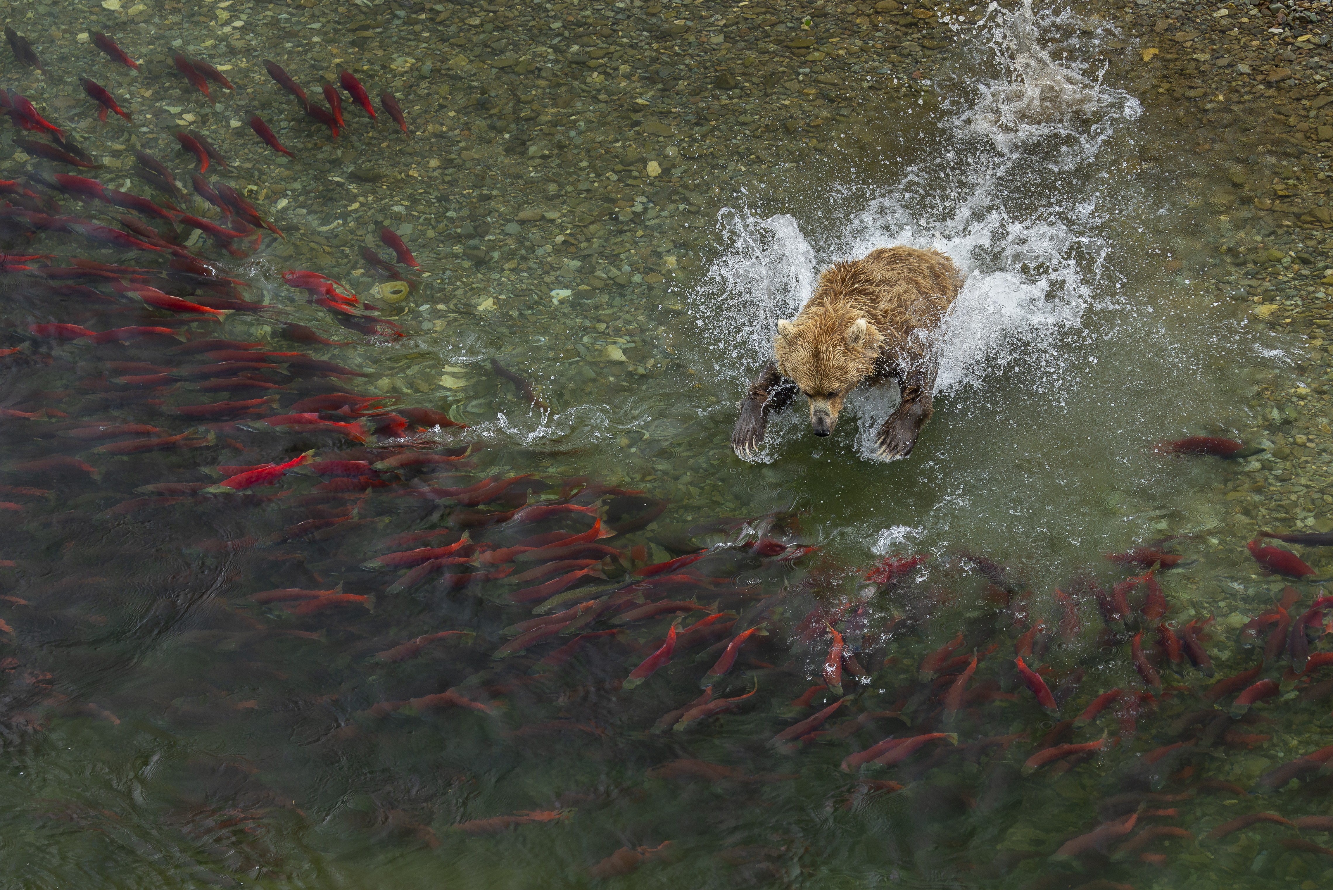 A brown bear tries to catch salmon in a stream, seen from above.