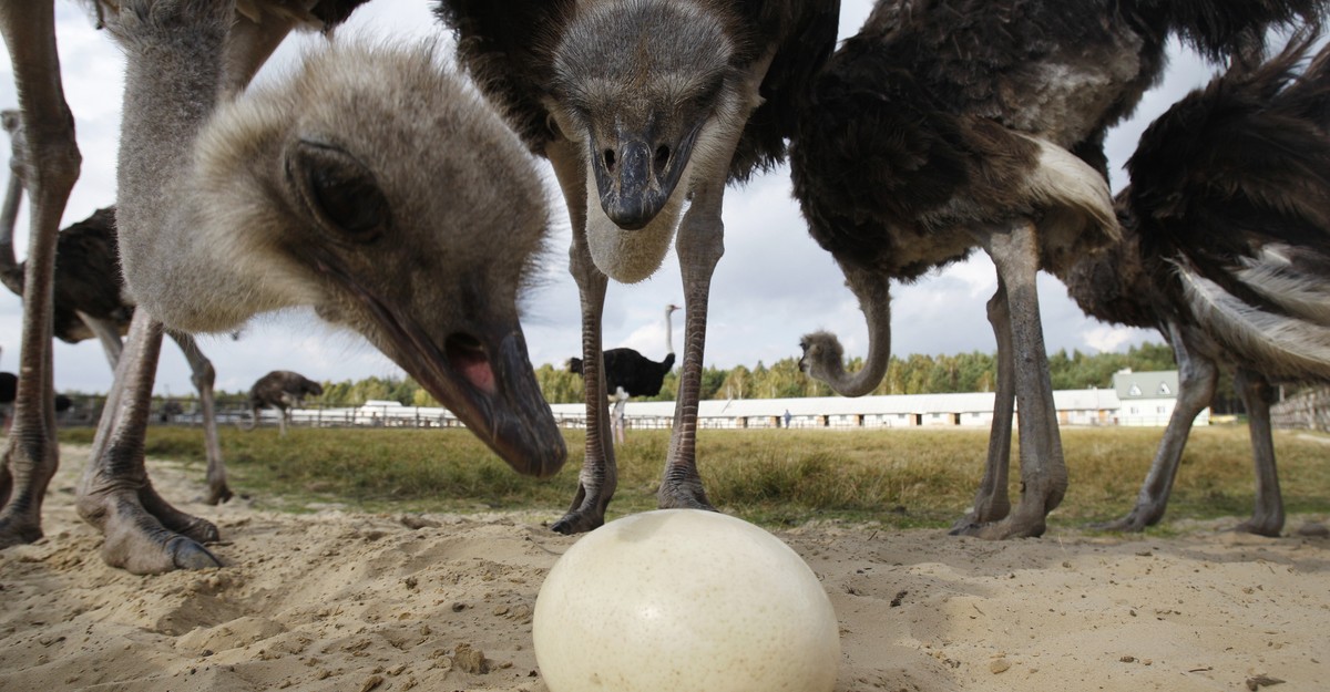 The Egg Is a Miracle