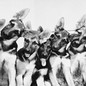a row of puppies
