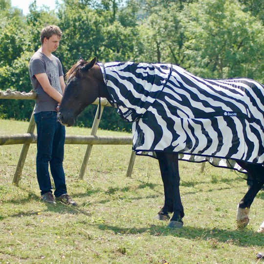 Why Do Zebras Have Stripes? To Shoo Away Flies. - The Atlantic