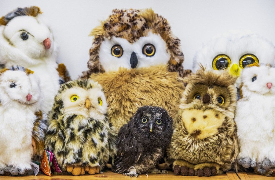 A tiny owl chick rests beside seven larger stuffed toy owls.