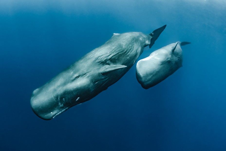 Two sperm whales in blue water