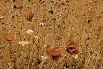 A color photograph of a brown field of grasses and orange and white flowers