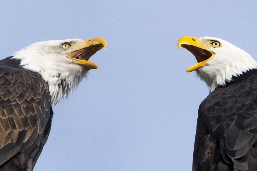 A close view of two eagles calling out.