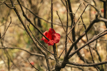A red flower in the woods.